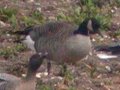 Todd's Canada Goose